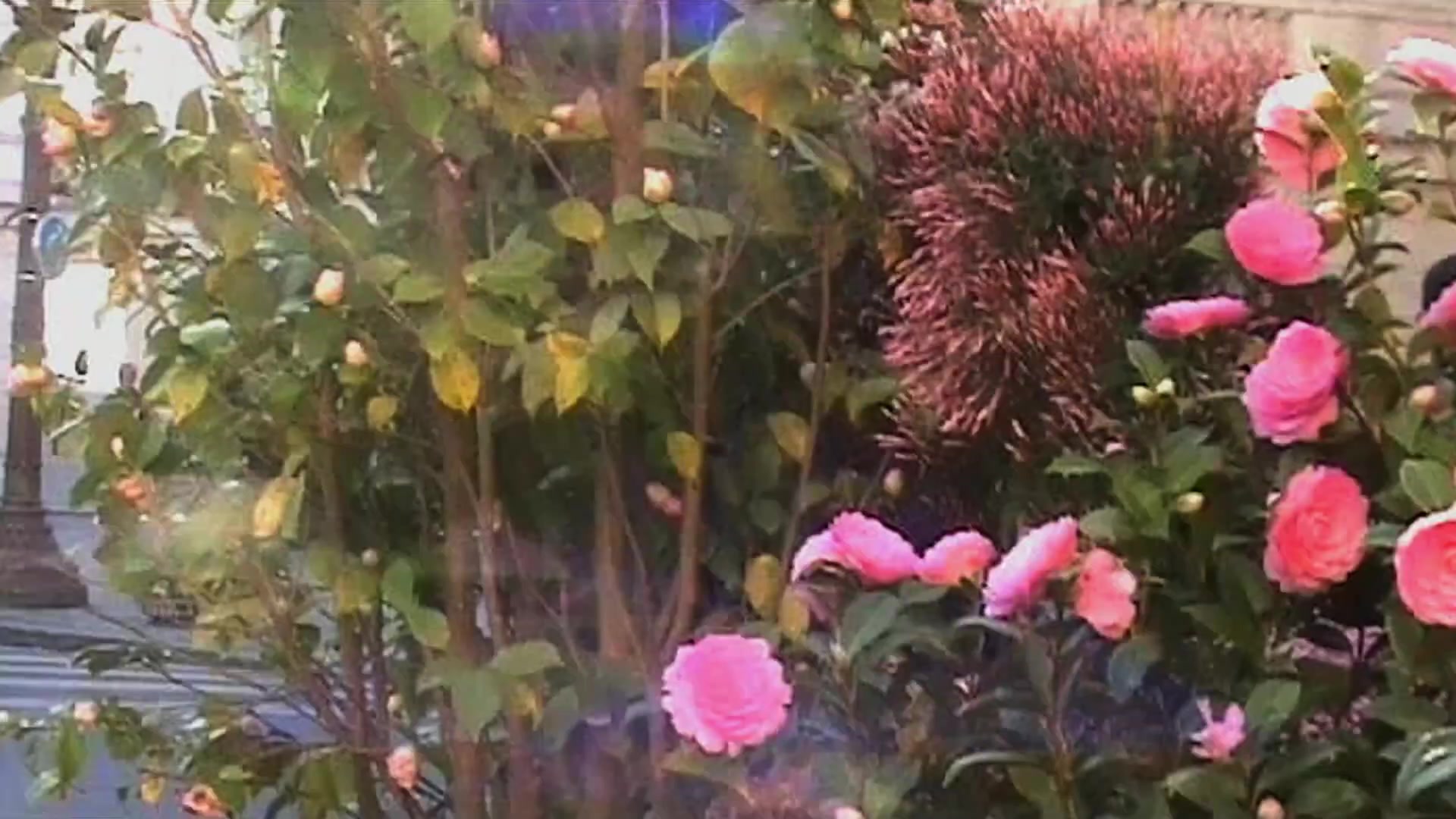 Miss_Dior_-_A_Miss_in_Paris_Episode_2-00_00_15_400.jpeg